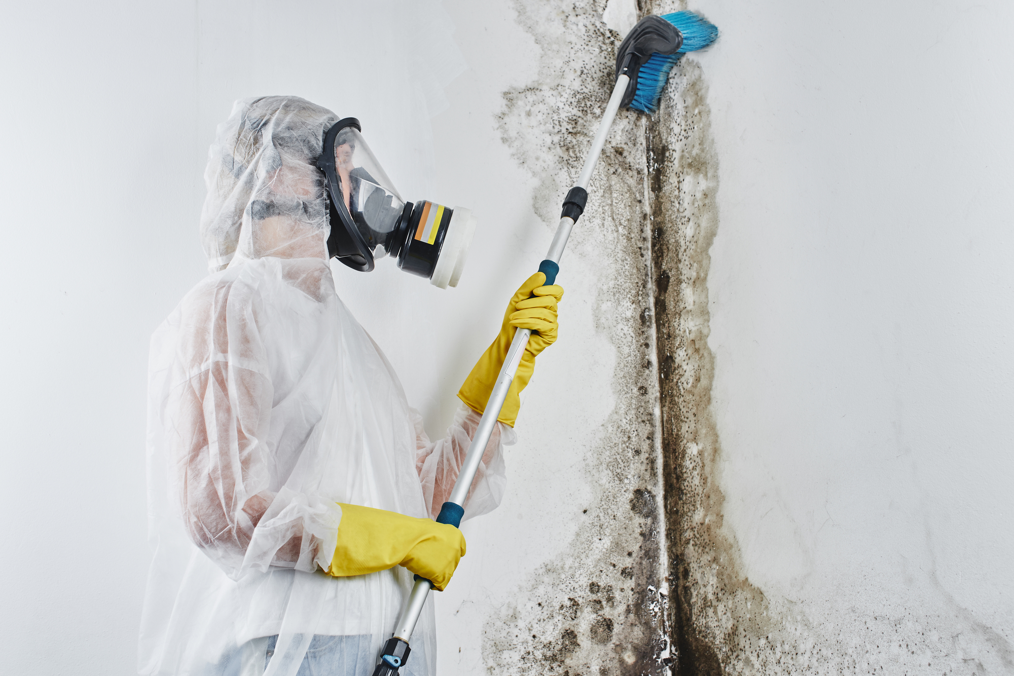 Black Mold Treatment